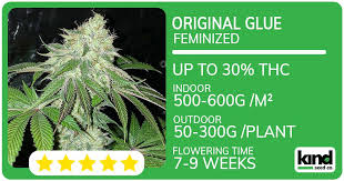 Understanding Weed Seeds Ohio A Comprehensive Guide Understanding Weed Seeds Ohio A Comprehensive Guide