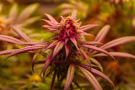 Understanding Weed Seeds Ohio A Comprehensive Guide Understanding Weed Seeds Ohio A Comprehensive Guide